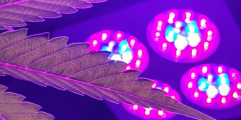 Quelle Lampe De Culture A Le Meilleur Spectre Lumineux Pour Le Cannabis ?