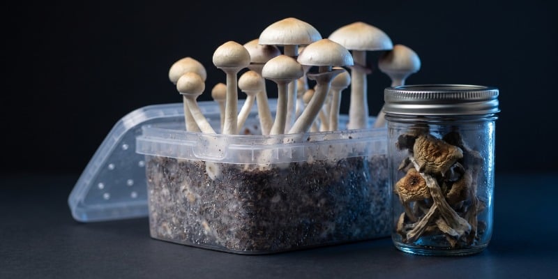 Que sont les champignons magiques ?