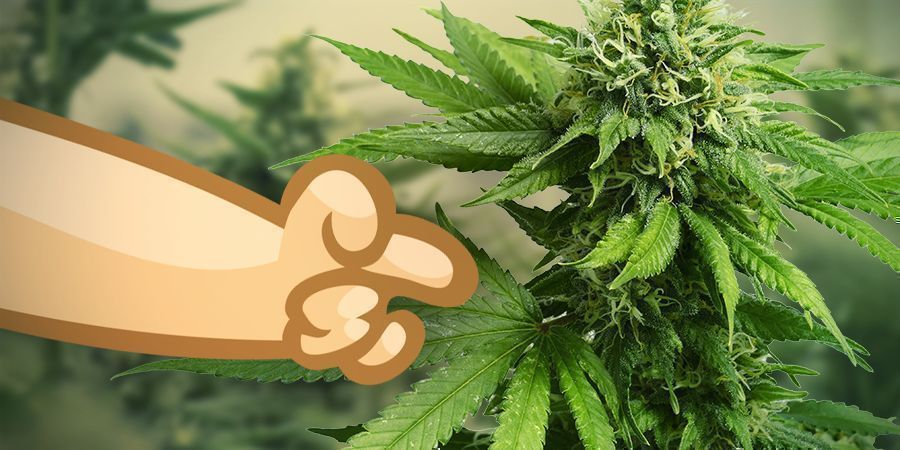 Utilisez Une Variété De Cannabis Sativa Pour Chauffer Le Corps