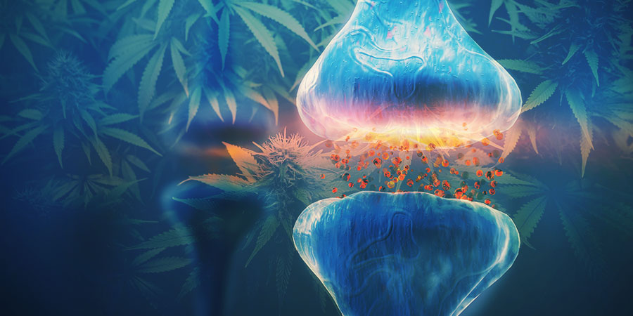 HOW TO BEAT CANNABIS TOLERANCE