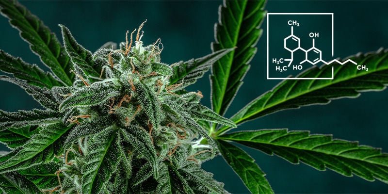 6. L’herbe Contient Plus De CBD Que De THC