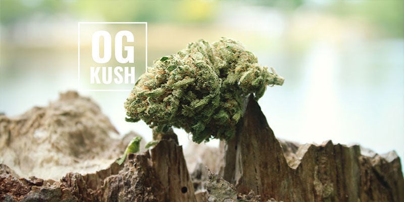 OG Kush Cannabis: Que Signifie « OG » ?