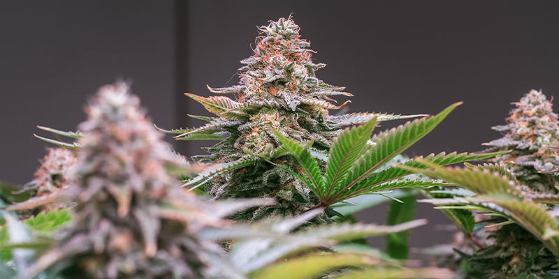 Sweet Nurse Auto CBD (Sweet Seeds)