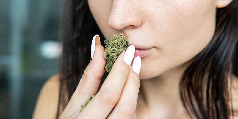 Pourquoi choisir des variétés riches en CBD ?