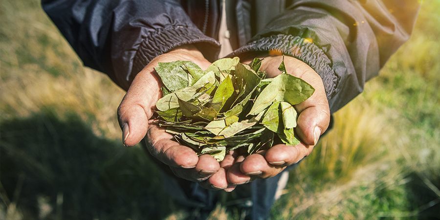 Impact Pour Le Cultivateur Guerre Contre Les Drogues