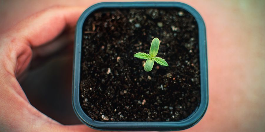 Impatience Avec Des Graines En Germination