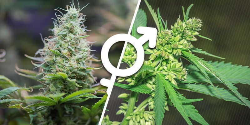 Comprendre le Sexe des Plants de Cannabis