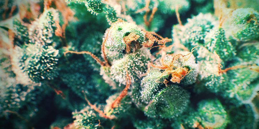 Cannabis Poils Dorés