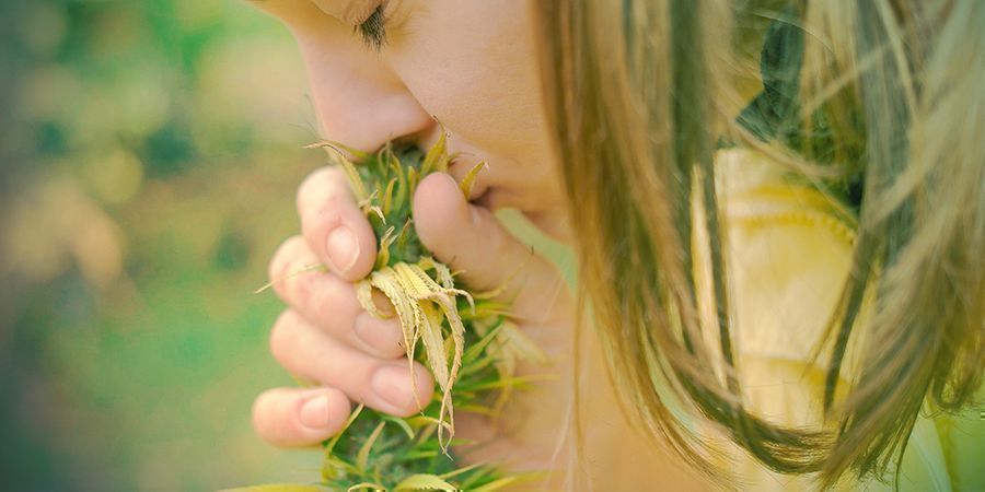 Cannabis - Sentez-la !