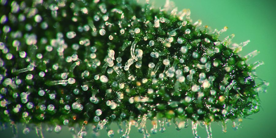 Regardez Les Cristaux De Cannabis