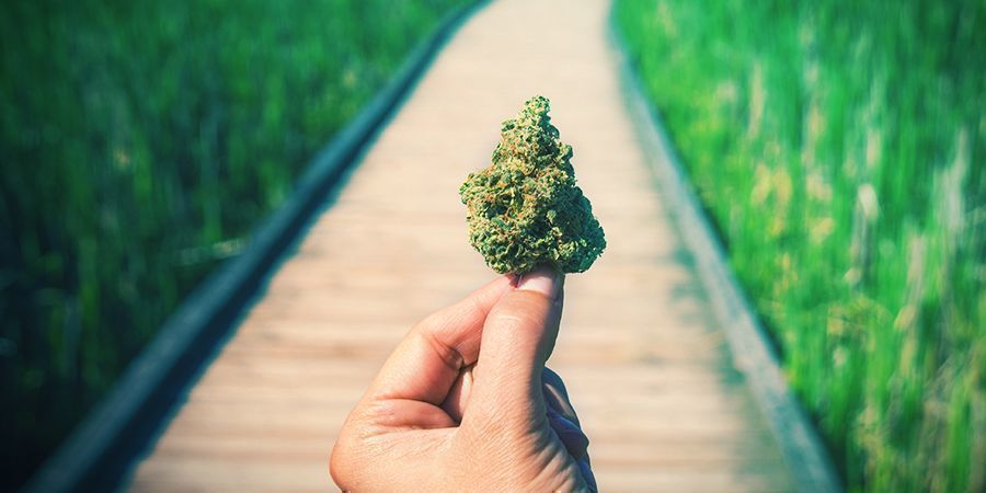 Bonne Weed, La Mauvaise, Et Il Y A L’excellente