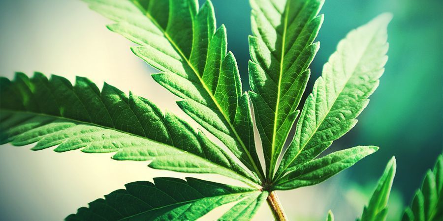 Cannabis Trop De Feuilles