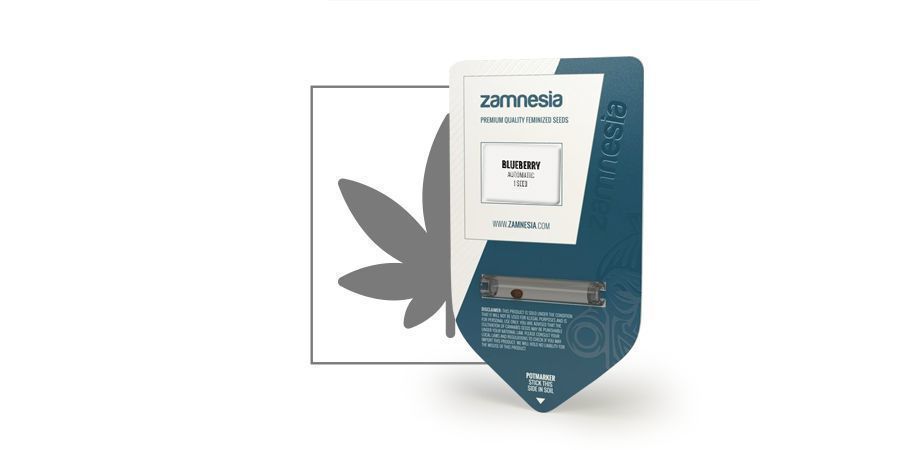 Blueberry Automatic (Zamnesia Seeds)