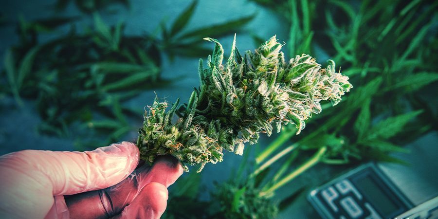 Cannabis Sec Ou Humide