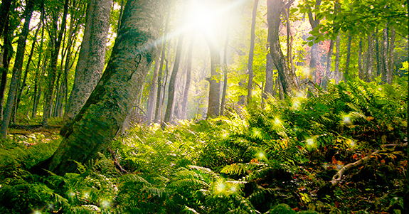 Comment Se Preparer Pour Une Aventure Psychedelique Dans La Nature Zamnesia Blog Comment Se Preparer Pour Une Aventure Psychedelique Dans La Nature Zamnesia Blog