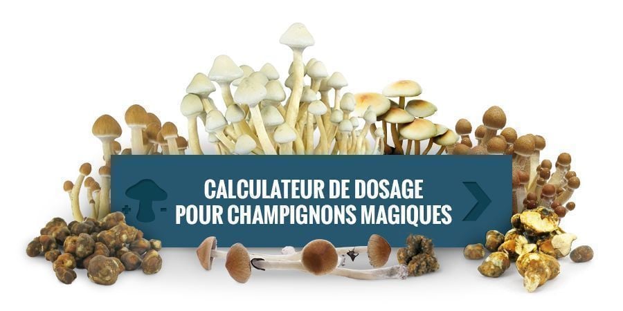 Calculateur De Dosage À Champignons Magiques