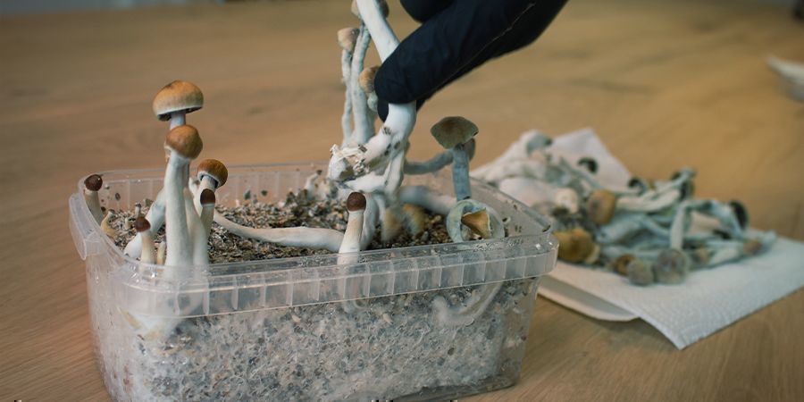 Comment Travailler De Manière Stérile Avec Les Kits De Culture De Champignons Magiques