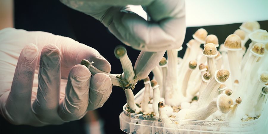 Pourquoi Une Technique Stérile Est Essentielle Pour La Culture De Champignons Magiques