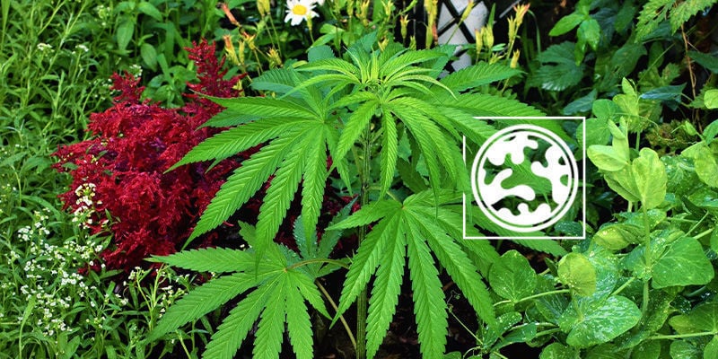 Plantes Compagnes pour camouflage le cannabis