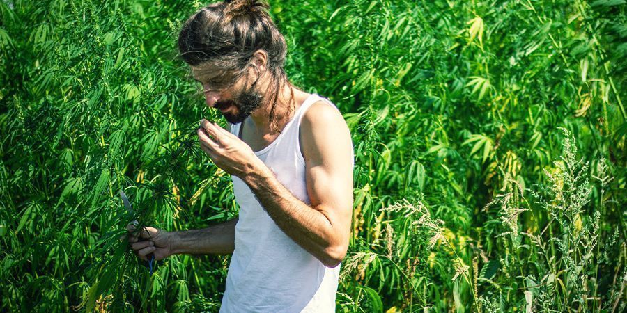 La forte odeur du cannabis