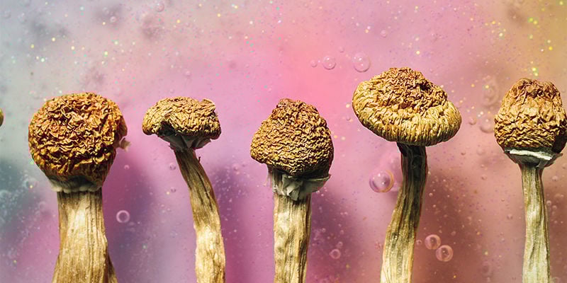 Champignons magiques halluciner