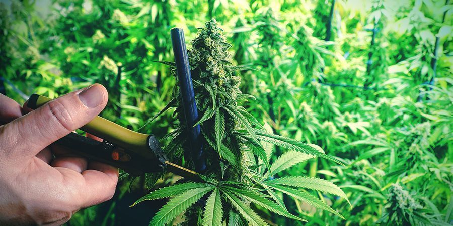 Training Des Plants De Cannabis