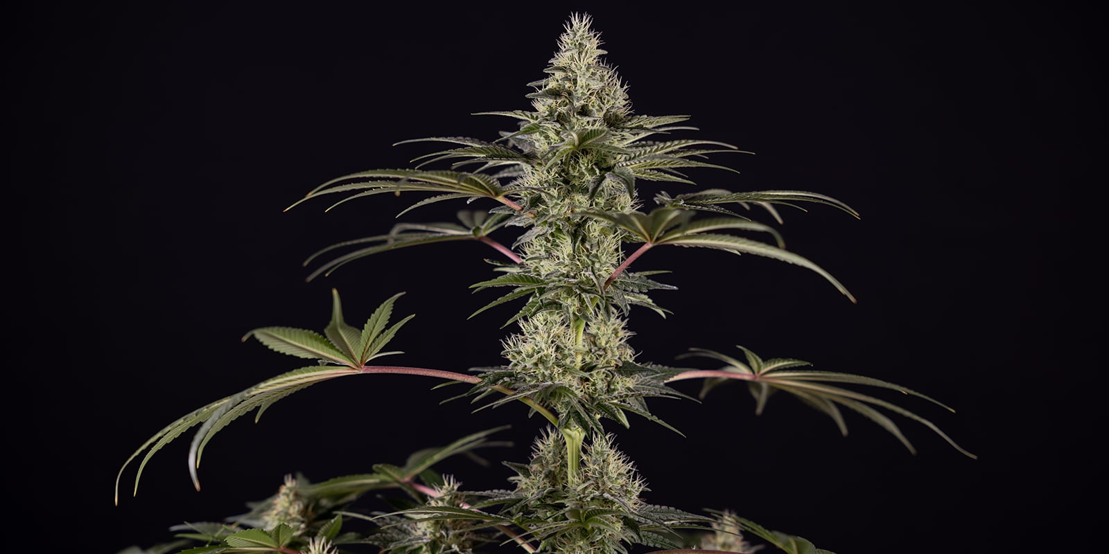 Runtz (Zamnesia Seeds) Runtz (Zamnesia Seeds)