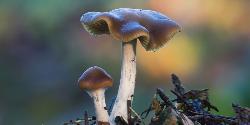 Psilocybe Cyanescens