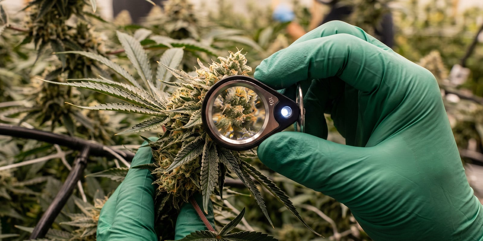 Variétés originales de weed et influence sur le cannabis moderne Variétés originales de weed et influence sur le cannabis moderne