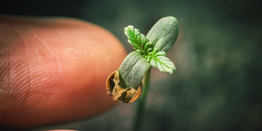 Germer Des Graines De Cannabis En Terre Germer Des Graines De Cannabis En Terre