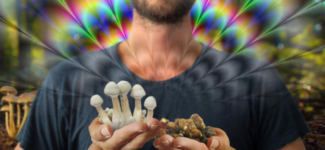 LA DIFFÉRENCE ENTRE LES CHAMPIGNONS MAGIQUES ET LES TRUFFES MAGIQUES