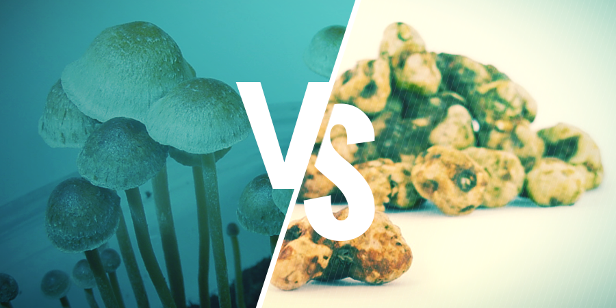 La Différence Entre Les Truffes Magiques Et Les Champignons Magiques La Différence Entre Les Truffes Magiques Et Les Champignons Magiques
