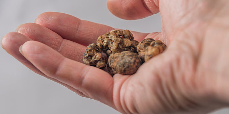 Les truffes magiques ont-elles des effets différents de ceux des champignons ?