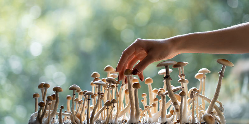 Légalité : où les truffes et les champignons magiques sont-ils autorisés ?