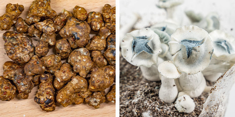 Que sont les truffes et les champignons magiques ?