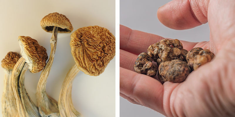 Qu’est-ce qui est le mieux pour les débutants : les truffes ou les champignons magiques ?