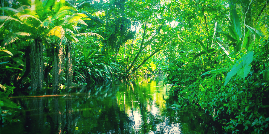 Histoire De l'Ayahuasca Histoire De l'Ayahuasca