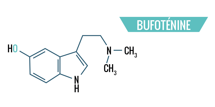 Bufoténine Bufoténine