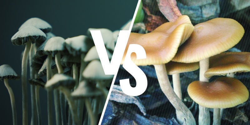 Copelandia cyanescens vs Psilocybe cyanescens