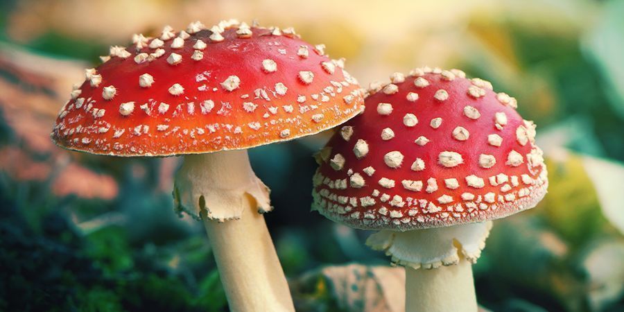 Amanita Muscaria, Qu'est-ce Que C'est ?