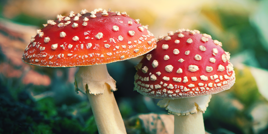 Amanita Muscaria, Qu'est-ce Que C'est ? Amanita Muscaria, Qu'est-ce Que C'est ?