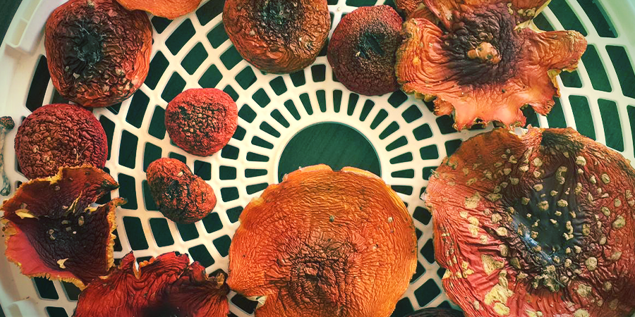 Amanita Muscaria: Usage Et Usage Médical Amanita muscaria: Usage et Usage médical