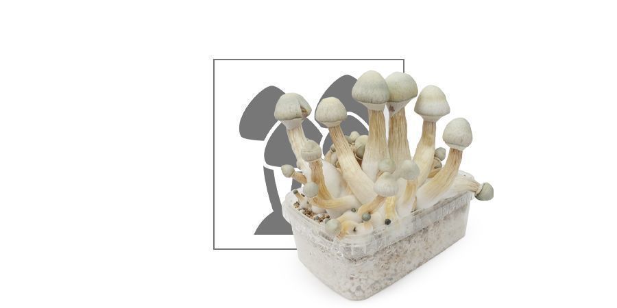 Top 10 Champignons Magiques