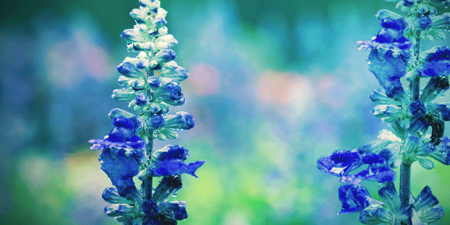 Comment Consommer De La Salvia Divinorum ? COMMENT CONSOMMER DE LA SALVIA DIVINORUM ?