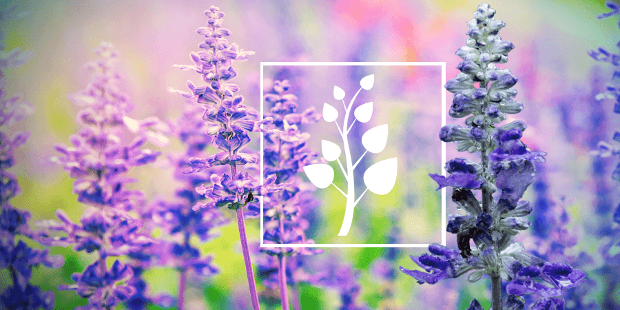 Salvia : Tout Ce Que Vous Devez Savoir
