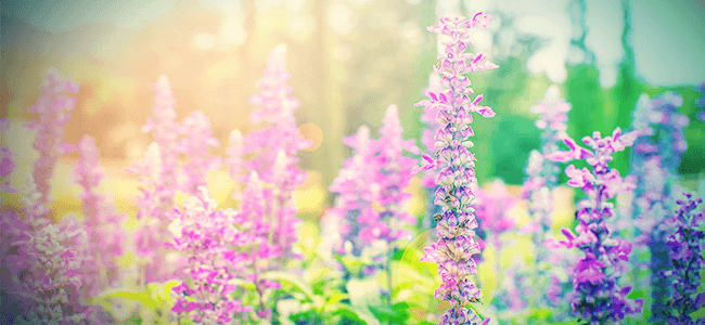 Salvia : Tout Ce Que Vous Devez Savoir