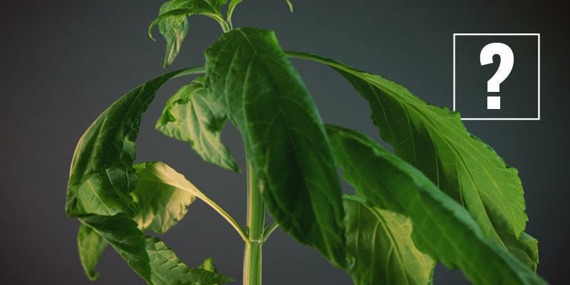 COMMENT CONSOMMER DE LA SALVIA DIVINORUM ?