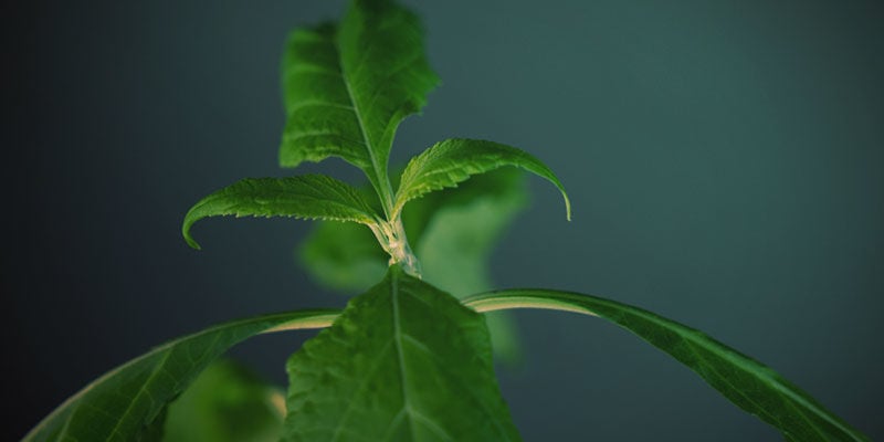 L'Expérience Salvia Échelle