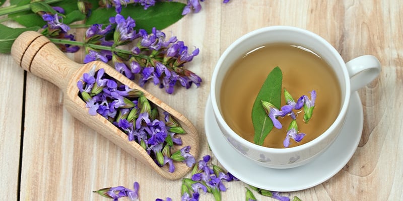 Comment fonctionne la Salvia divinorum ?