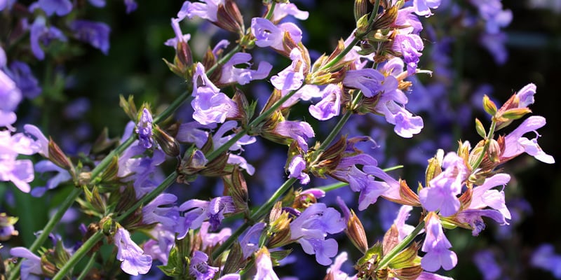 Apprenez à connaître la Salvia divinorum
